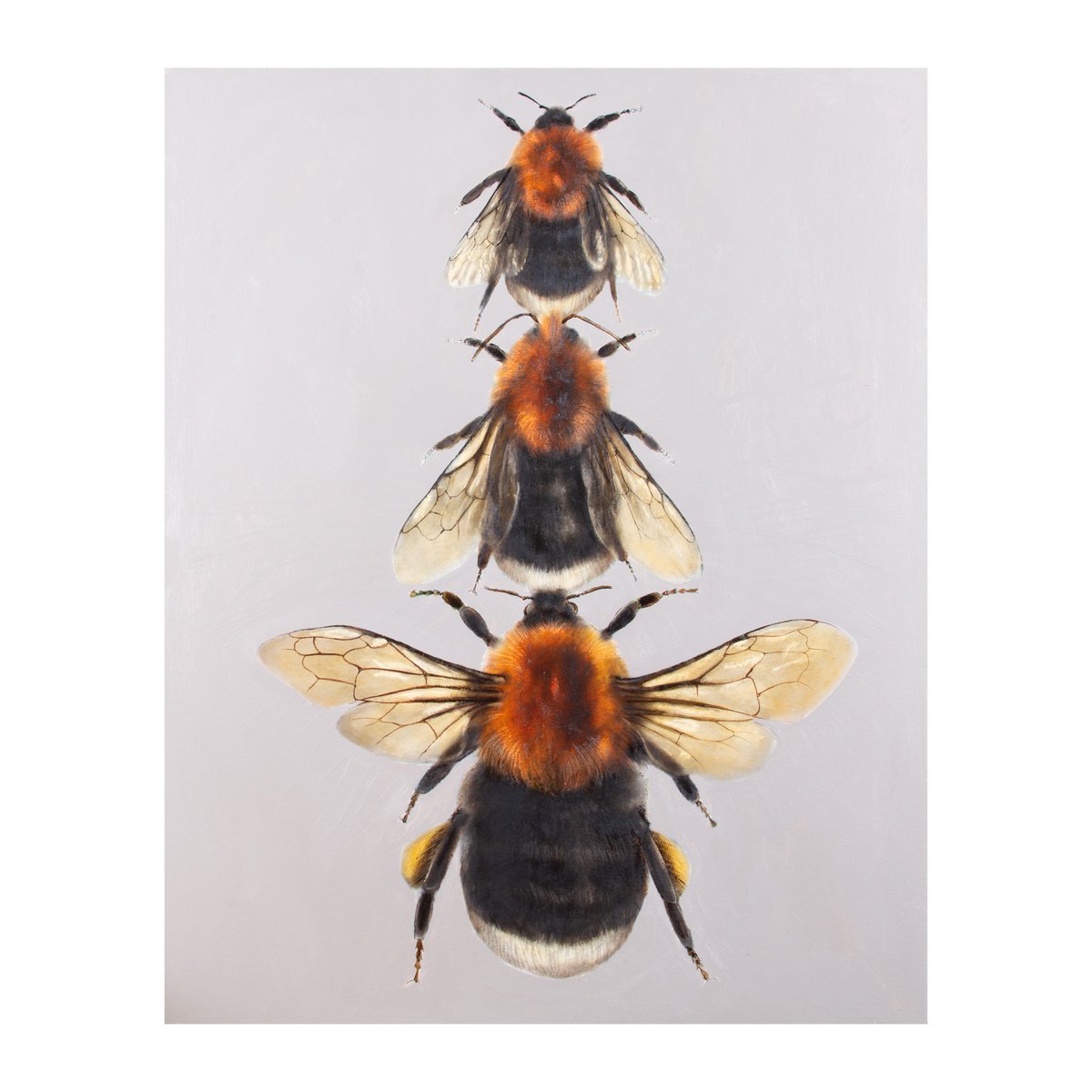 Tree Bees, oil on canvas, 108cm x 93cm by Andrew Tyzack
108 Fine Art 16 Cold Bath Road Harrogate HG2 0NA April 22nd-May 26th 108fineart.com #bumblebees #beekeeping #beeart #bees #beepic #bombus #artist #tyzack #huguenots #Harrogate #yorkshire #coldbathroad #british