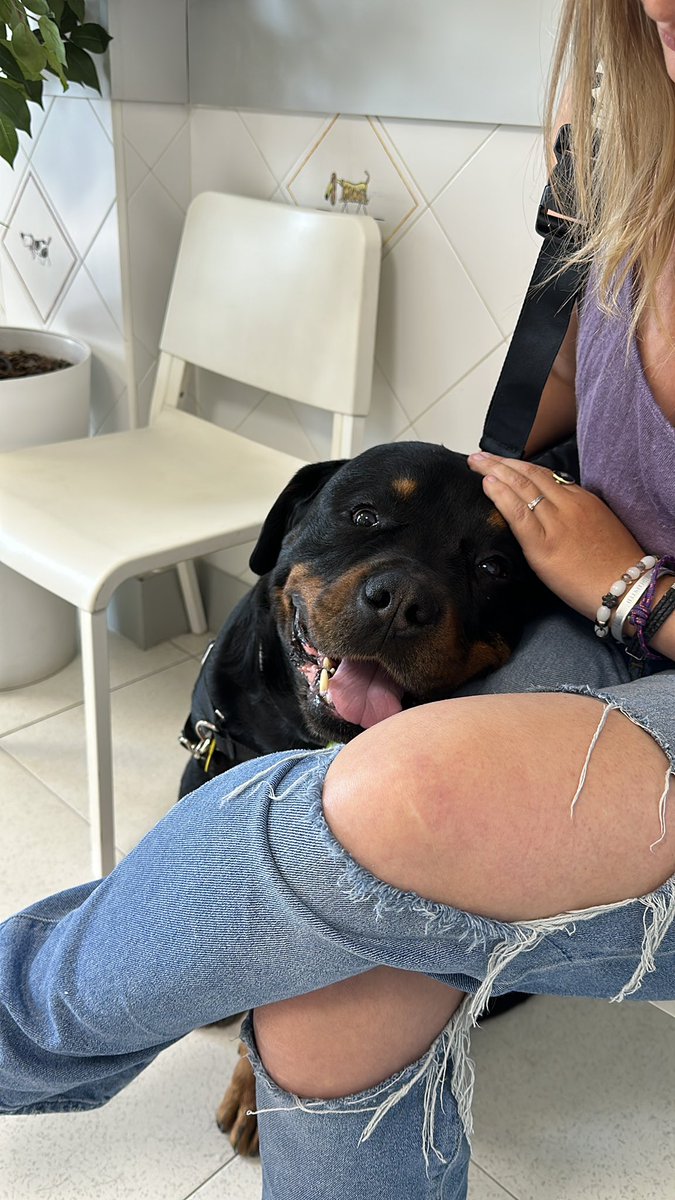 cornerwrite's tweet photo. Marley is back at the vet for his checkup. #dogsofinstagram #puppylove #doglovers #petsofinstagram #dogstagram #puppiesofinstagram #dog #doggo #dogs_of_instagram #dogoftheday #ilovemydog #doglife #puppers #pawsome #dog_features #dailydog #instadog #dogphotography #doggy #petstagram #dogsofig #cutepuppy #doglove #dogsofworld #dogmodel #dogsoftheday #dogloversofinstagram #puppygram #dogdays #furryfriend #mansbestfriend #Rottweiler @AmericanBlondy