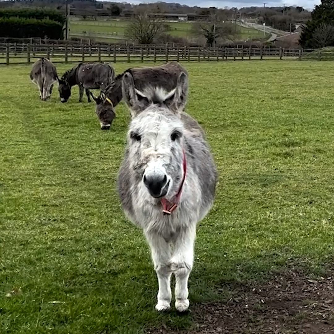The Donkey Sanctuary (@DonkeySanctuary) / Twitter