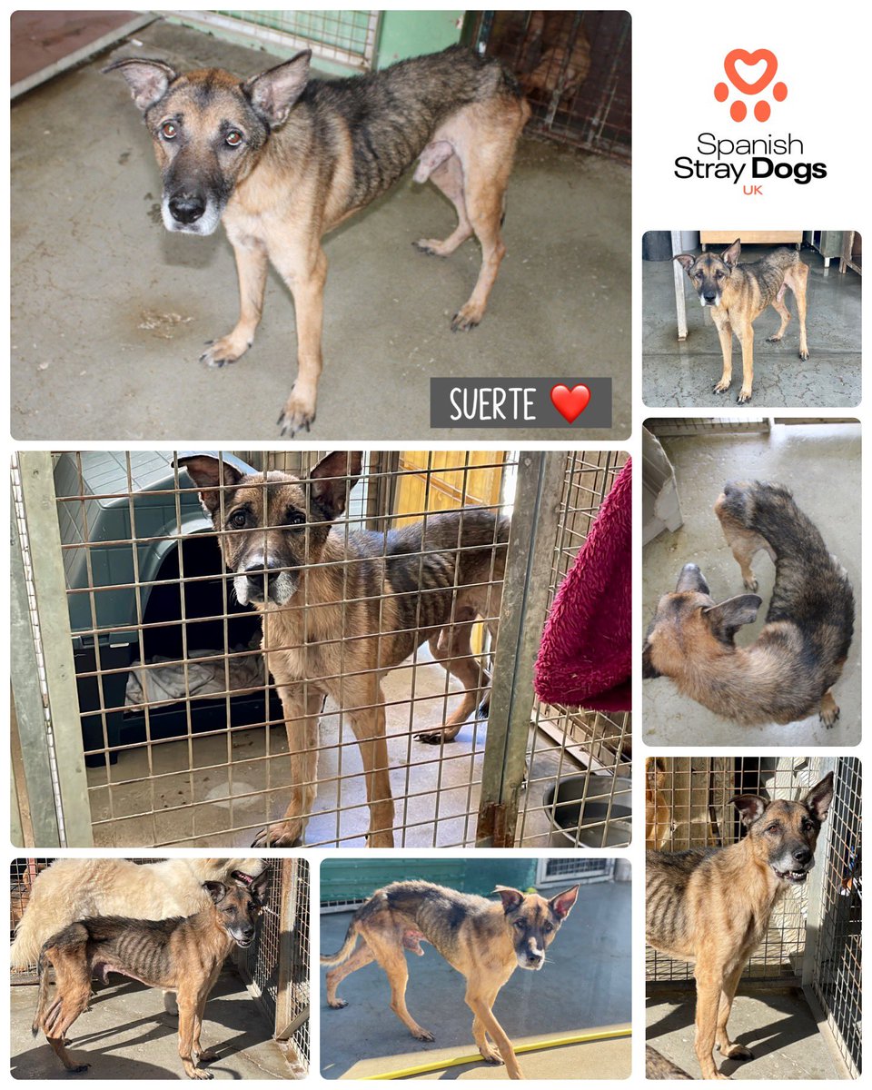 spanishstray's tweet image. **URGENT SHORT TERM FOSTER N.ENGLAND/SCOTLAND**

We need temp foster for Suerte (11), has place booked on Happy Bus adopter’s broken her ankle &amp;amp; is in cast. Could take 8 weeks to heal, need #foster for few months ⬇️

facebook.com/10006431573455…

Adoptions@spanishstraydogs.org.uk 

🙏
