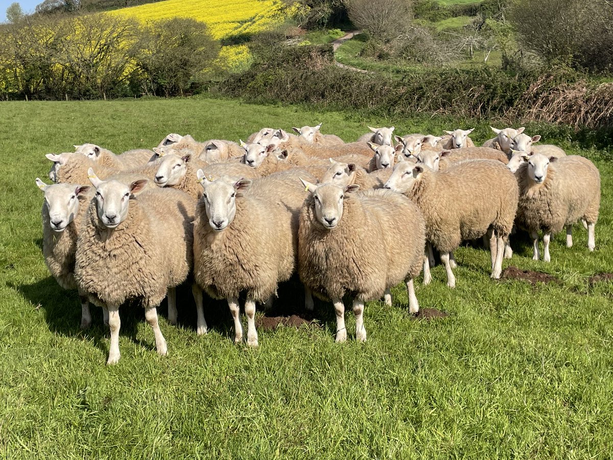 ExeValleyLamb's tweet photo. Looking forward to seeing what these look like once sheared. Last years ram lambs to be sold for breeding over the summer. Some nice sorts in there. #lleyn #lleynsheep #sheep #farming #devon #exeter #exminster #rams #tupping https://t.co/vWI3wC9IzS