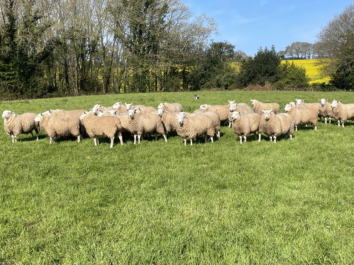 ExeValleyLamb's tweet photo. Looking forward to seeing what these look like once sheared. Last years ram lambs to be sold for breeding over the summer. Some nice sorts in there. #lleyn #lleynsheep #sheep #farming #devon #exeter #exminster #rams #tupping https://t.co/vWI3wC9IzS