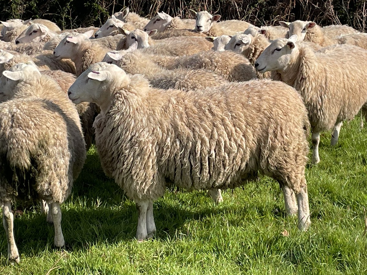 ExeValleyLamb's tweet photo. Looking forward to seeing what these look like once sheared. Last years ram lambs to be sold for breeding over the summer. Some nice sorts in there. #lleyn #lleynsheep #sheep #farming #devon #exeter #exminster #rams #tupping https://t.co/vWI3wC9IzS
