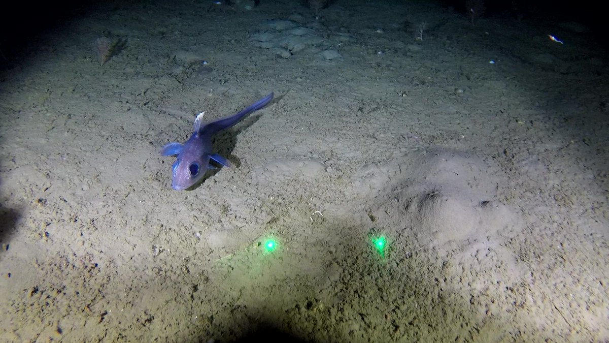 Life in the deep: bamboo coral, carnivorous sponge and grenadier fish from 600m in Davis Strait, #Greenland. Captured by <a href="/ZSLScience/">ZSL Science</a> &amp; <a href="/GCRC_GINR/">GCRC</a>

Learn more: zsl.org/news-and-event…

Funded by: <a href="/MSCintheUK/">MSC in the UK</a>

<a href="/PJSJones/">Peter Jones</a> <a href="/DeepSeaSparrow/">Bridget Sparrow</a> <a href="/ZSLMarine/">ZSLMarine</a> <a href="/OfficialZSL/">ZSL</a> <a href="/Emmeb8/">Emmeline Broad</a> <a href="/MSCecolabel/">Marine Stewardship Council</a>