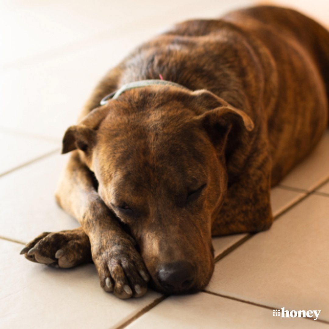 Have you ever wondered what your dog's sleeping positions actually mean? 🐶💤 Dr Elizabeth Rutherford explained it all: nine.social/bpf