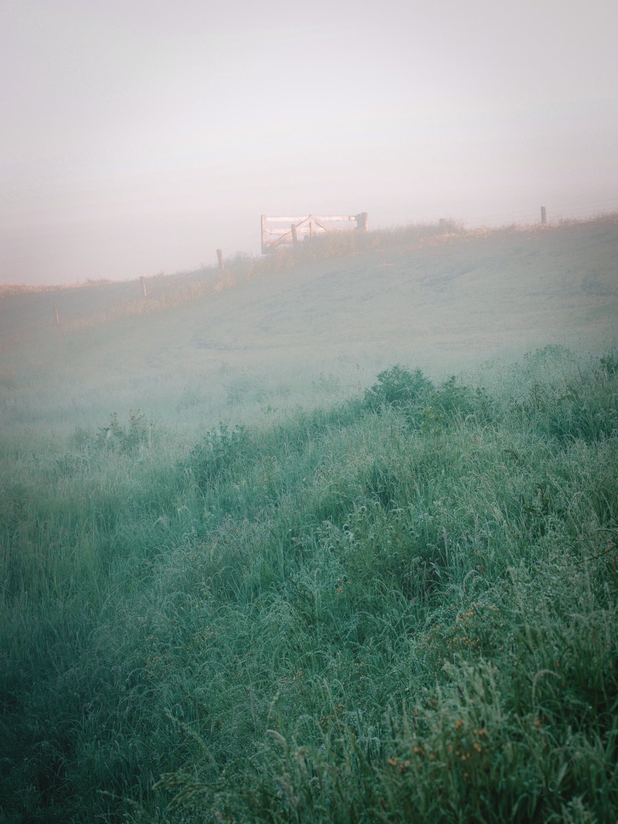 Here’s just one of the back paddocks on the farm #misty #naturegirl #photography