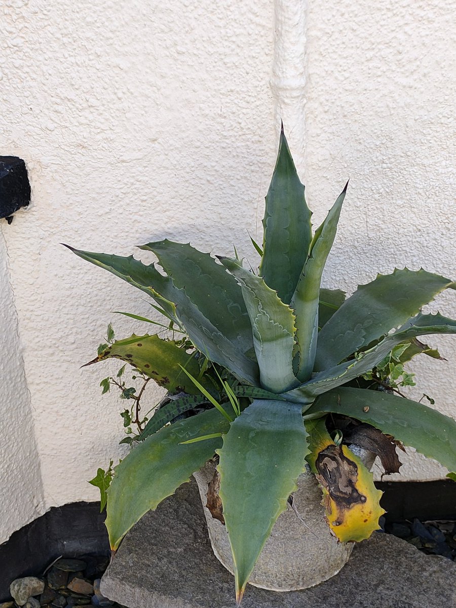 pittypomm's tweet photo. Glad I walked a different way today, because I walked past this funny pot in a shady front garden. I don't know what the big thing is, but I think that's a common spotted orchid making its way out of the shade.
@BSBIbotany @wildflower_hour https://t.co/FCqRl8Raep