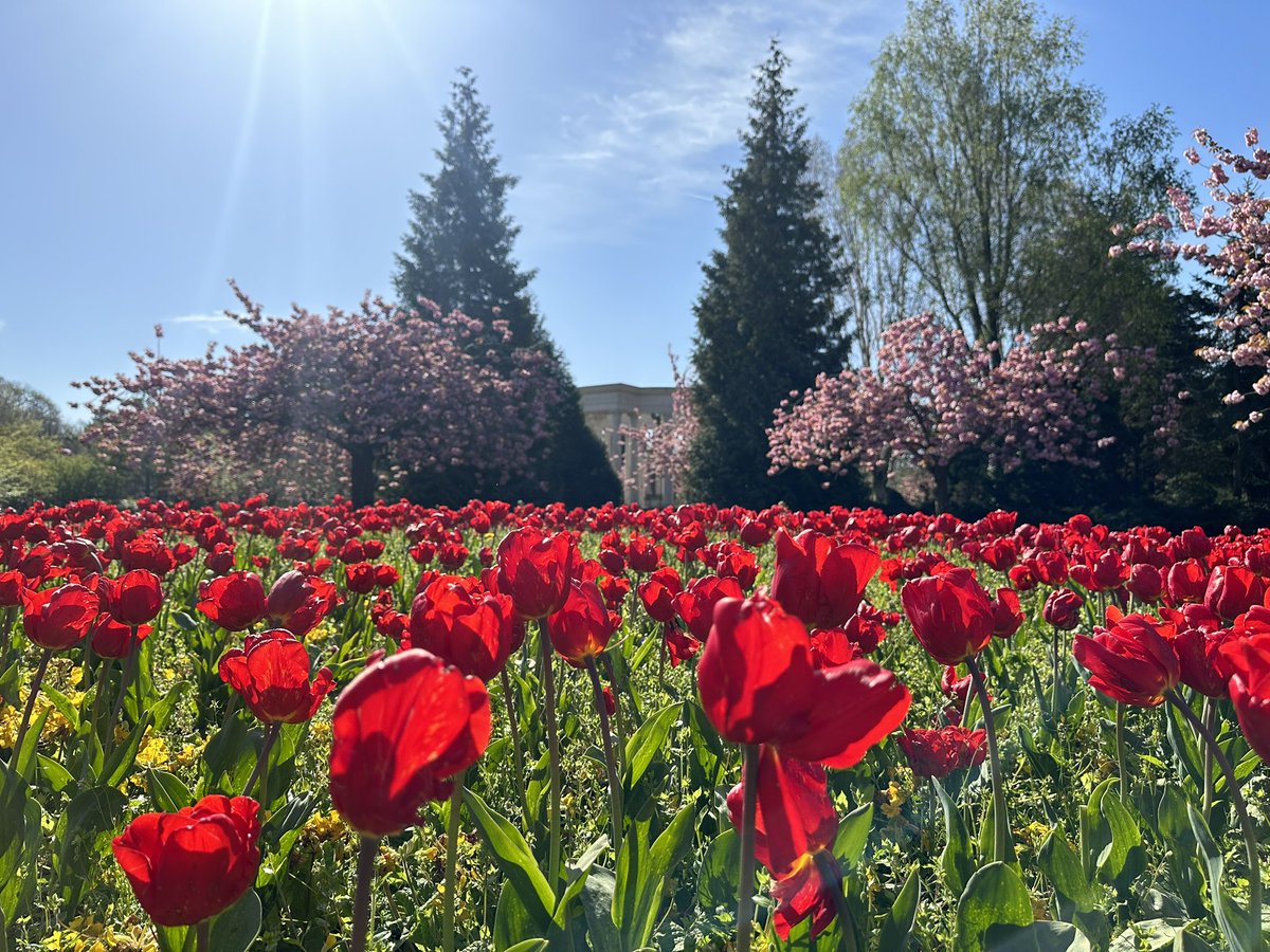 Lowri_Williams's tweet image. Na’ ‘na rhywbeth amdana ti, Caerdydd… 🌷🎶

There is something about you, Cardiff… 🌷🎶

#caerdydd #cardiff