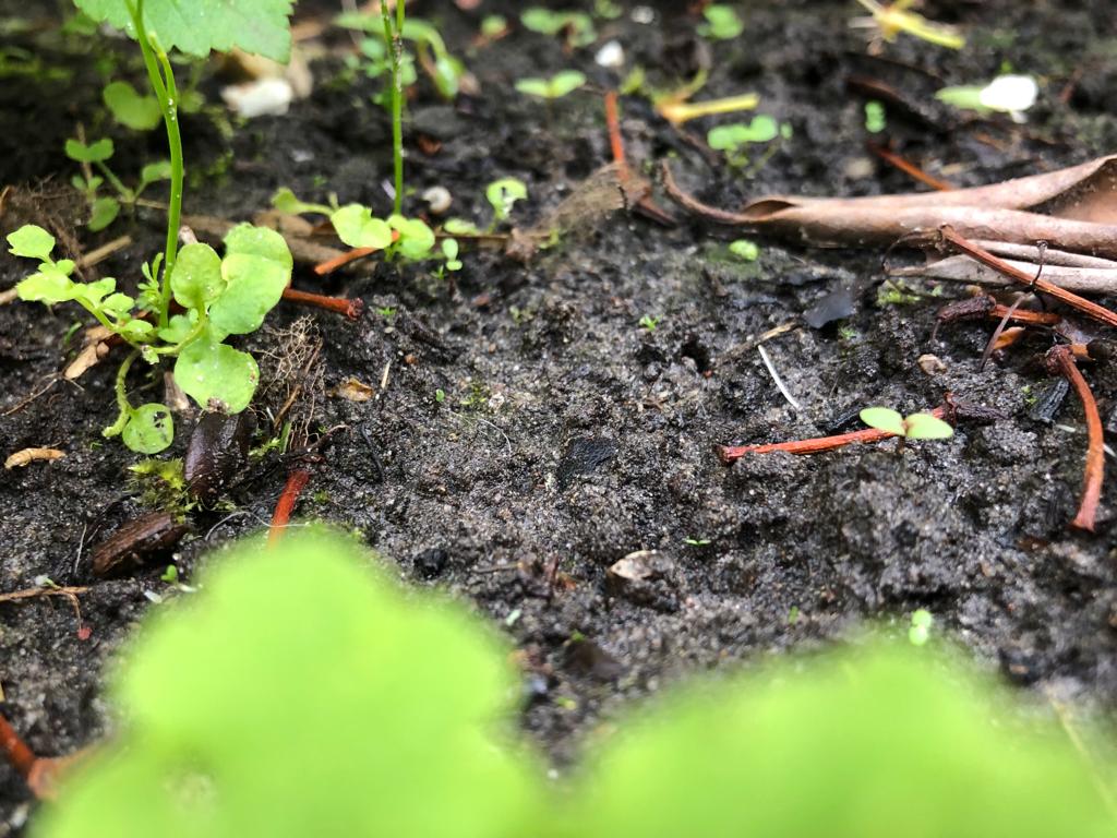 verborgennatuur's tweet photo. We staan voor de opgave om steden klimaatbestendiger te maken. Kennis over de verborgen #stadsnatuur kan hierbij helpen. Ons onderzoeksteam wil er alles over weten. En daar is jouw hulp bij nodig! 🫵

De komende tijd introduceren we de 5 soortengroepen waarnaar we onderzoek doen. https://t.co/nWL8NjfbyO