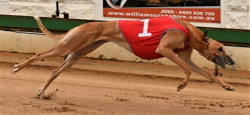 TheDogsSA's tweet photo. Sister Roberta claims award with sizzling win.

The Run of the Month for March was the Tracie Price trained Sister Roberta for her brilliant win at Mt Gambier in Grade 5 company over the 512m where she led and ran brilliant time.

#weloveourdogs #greyhoundracing #greyhounds https://t.co/NkuoRkyVsA