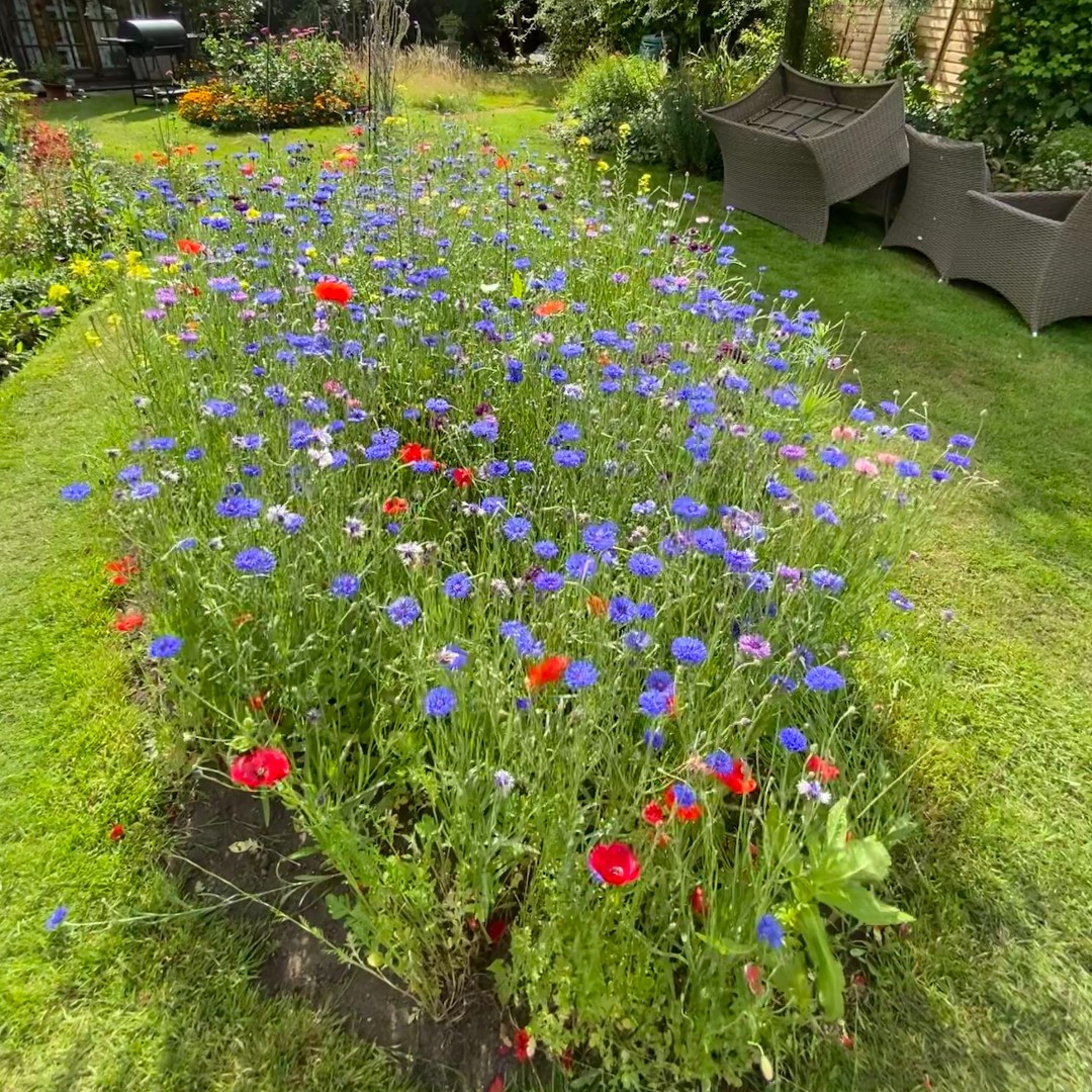 Want to create your own wildflower patch in your garden or a flower pot? Now is a great month to sow wildflower seeds! 🌱

Find out how to choose your seed mix and prepare the soil with our FREE guide 👉 ow.ly/Kxh650NMFWH

📷 Cate Taylor