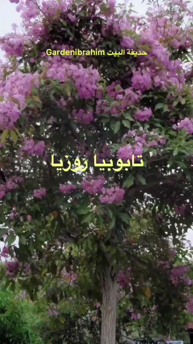 GardenIbrahim's tweet photo. لمناطقنا الساحلية ودول الخليج العربي 

اربع  جميلات  تحب المناطق الرطبة  

كورديا  Cordia sebestena
بونسيانا poinciana 
تابوبيا صفراء وروزا  Tabebuia

نجحت زراعتها على سواحلنا متحملة الحرارة والملوحة https://t.co/1616kguIjm