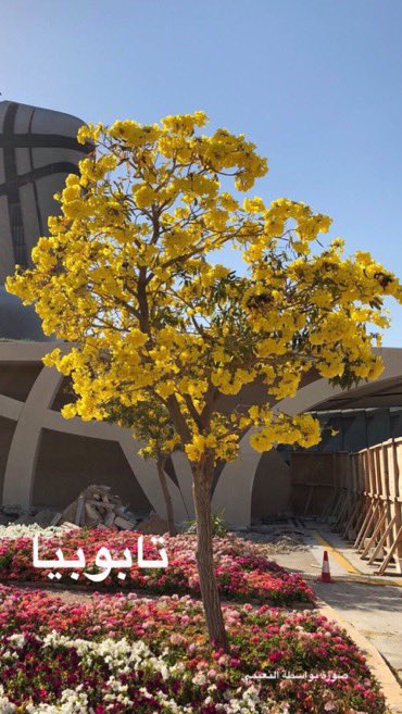GardenIbrahim's tweet photo. لمناطقنا الساحلية ودول الخليج العربي 

اربع  جميلات  تحب المناطق الرطبة  

كورديا  Cordia sebestena
بونسيانا poinciana 
تابوبيا صفراء وروزا  Tabebuia

نجحت زراعتها على سواحلنا متحملة الحرارة والملوحة https://t.co/1616kguIjm