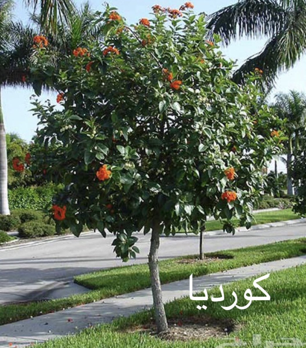 GardenIbrahim's tweet photo. لمناطقنا الساحلية ودول الخليج العربي 

اربع  جميلات  تحب المناطق الرطبة  

كورديا  Cordia sebestena
بونسيانا poinciana 
تابوبيا صفراء وروزا  Tabebuia

نجحت زراعتها على سواحلنا متحملة الحرارة والملوحة https://t.co/1616kguIjm