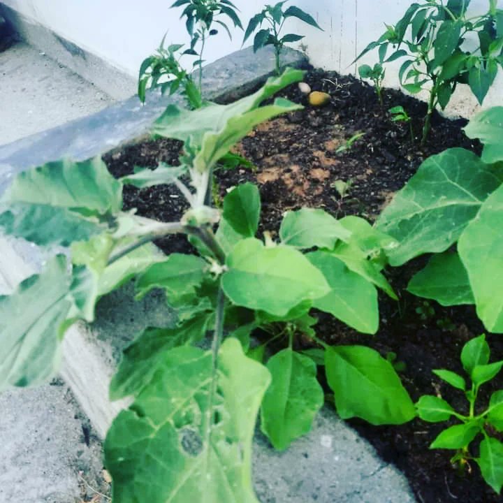 Plantarts4's tweet photo. #Fresh vegetables 😋
👉03184468548 https://t.co/rUXNWKn0te