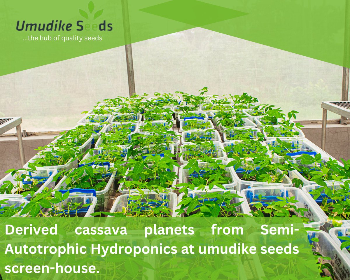 Umudike Seeds tweet media