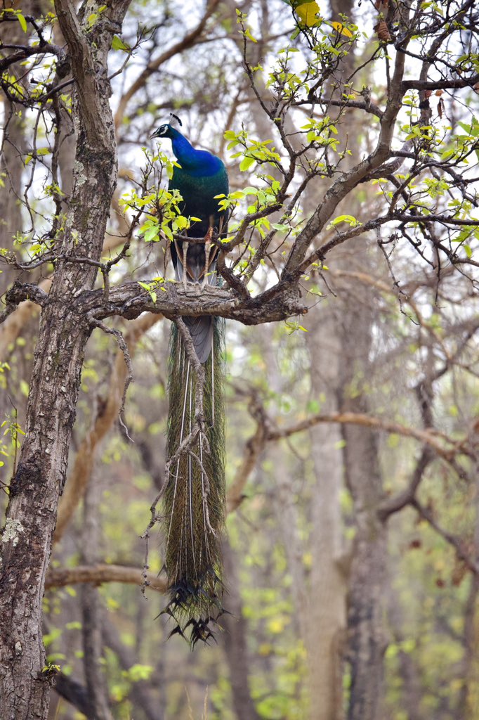 Tavuskuşlarını arazide yabani bir şekilde dolaşırken görmek çok değişik bir tecrübe. Bandhavgarth Milli Parkı, Hindistan.