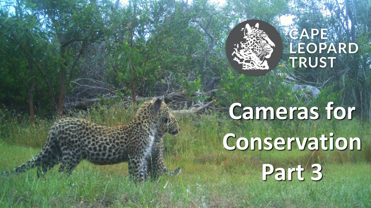 CapeLeopardTrst's tweet photo. NEW VIDEO! The 3rd &amp; final instalment in our #Cameras4Conservation series tells the story of what happens after the field data in a large-scale #camerasurvey have been collected. Enjoy the beautiful informative piece at https://t.co/ZklAb6l1Yo
#LeopardResearch #TrailcamTuesday https://t.co/0IfMIZ10PK