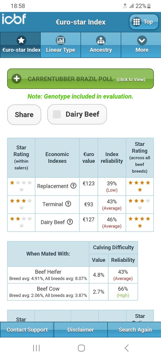 We have two 14mth old Salers bulls for sale. Both polled and by A.I. sire Montesqieu.