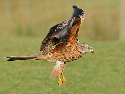 The Mourne Lodge tweet media