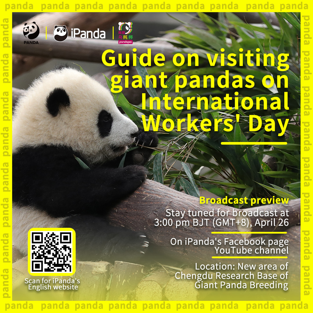 Broadcast Preview: Stay tuned to iPanda's Facebook page and YouTube channel at 3:00 pm (GMT+8) on April 26. iPanda is guiding you to the new area of Chengdu Panda Base to visit the fancy pandas. 

#FBLive #ChengduPandaBase #IntlWorkersDay #UpdatedTravelGuideToChengduPandaBase