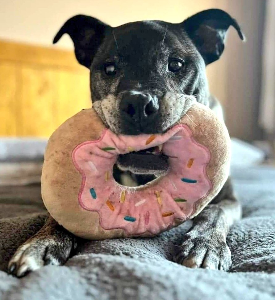 SeniorStaffy's tweet photo. Good morning Staffy Lovers!
Proof is looking for his forever home. He's 13 yrs young and in foster in Wolverhampton ♥️
He likes long walks - carries his lead to the door when it’s time to go out 💕  and he doesn’t mind the rain 🌧️ and as they say the Proof is in the pudding! 🐾❤️ https://t.co/mo6ac5I7pq