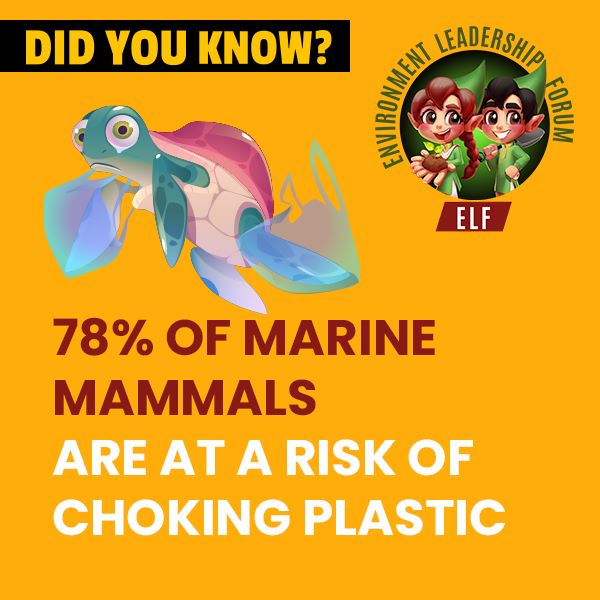 ELF_pakistan's tweet photo. Did you know that 78% of marine mammals are at a risk of choking plastic. Plastic bags and other plastic garbage that ends up in the ocean kill over 1,000,000 sea animals every year.
#EnvironmentalFacts #DidYouKnow #endplasticuse #climatechange #elfpakistan https://t.co/oxp1bsq78h