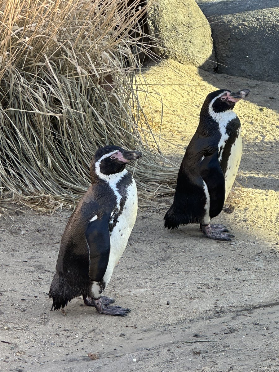 daniguTTor's tweet photo. Two penguins at Philly zoo. https://t.co/RVFTtMfvJi