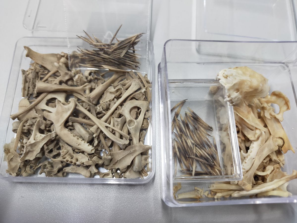 SACHROFICS tweet media