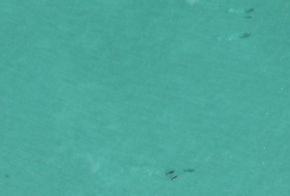 For the first time, the #Aldabra team conducted a lagoon-wide survey of the atoll with a WingtraOne Gen II drone, supported by <a href="/SeyCCAT/">SeyCCAT</a> #BGF5

The survey was completed to cover the vast Aldabra lagoon, with initial analysis already revealing a minimum of 16 dugongs!