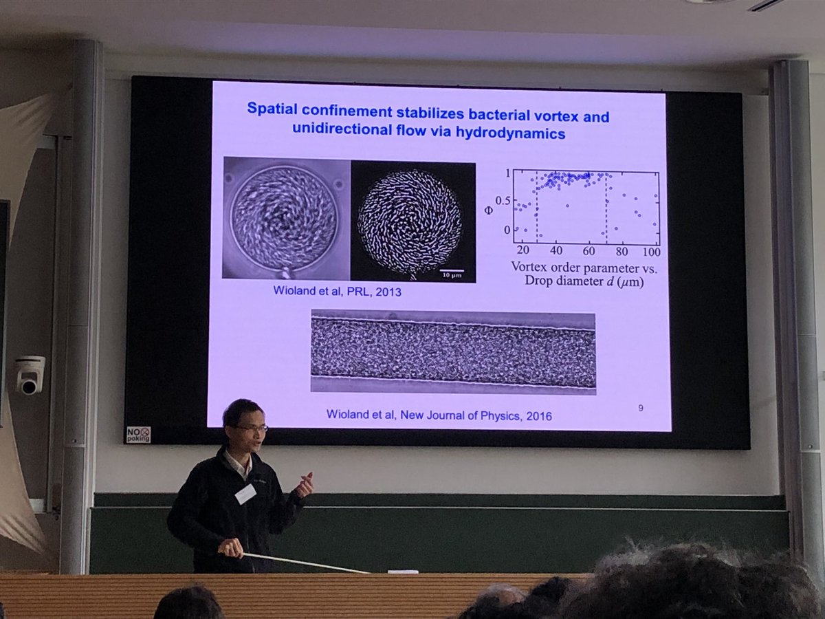 GTheraulaz's tweet photo. Yilin Wu (The Chinese University of Hong Kong): Self-organization of dense bacterial active matter at #active23 in Dresden https://t.co/tlemwhPTj1