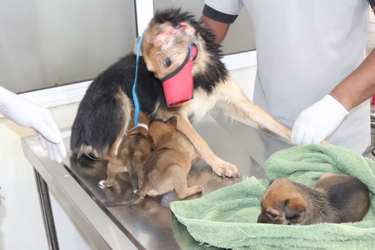 EmbarkLK's tweet photo. This is Ellie &amp; her 3 pups from Angoda

We found Ellie with a huge head wound.
Despite the immense pain, she kept nursing her puppies.

All four are now receiving care at the hospital &amp; Ellie is doing well 

Please support Ellie's treatment by donating now https://t.co/5vqqTlIi9k https://t.co/BatZZG60CW