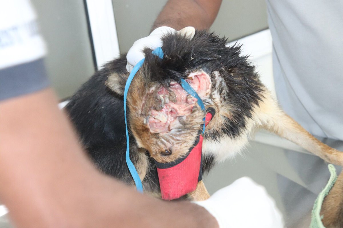 EmbarkLK's tweet photo. This is Ellie &amp; her 3 pups from Angoda

We found Ellie with a huge head wound.
Despite the immense pain, she kept nursing her puppies.

All four are now receiving care at the hospital &amp; Ellie is doing well 

Please support Ellie's treatment by donating now https://t.co/5vqqTlIi9k https://t.co/BatZZG60CW