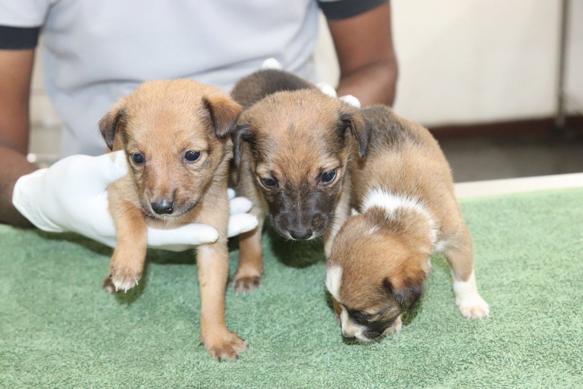 EmbarkLK's tweet photo. This is Ellie &amp; her 3 pups from Angoda

We found Ellie with a huge head wound.
Despite the immense pain, she kept nursing her puppies.

All four are now receiving care at the hospital &amp; Ellie is doing well 

Please support Ellie's treatment by donating now https://t.co/5vqqTlIi9k https://t.co/BatZZG60CW