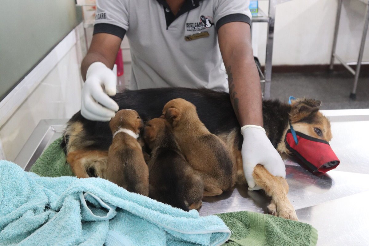 EmbarkLK's tweet photo. This is Ellie &amp; her 3 pups from Angoda

We found Ellie with a huge head wound.
Despite the immense pain, she kept nursing her puppies.

All four are now receiving care at the hospital &amp; Ellie is doing well 

Please support Ellie's treatment by donating now https://t.co/5vqqTlIi9k https://t.co/BatZZG60CW
