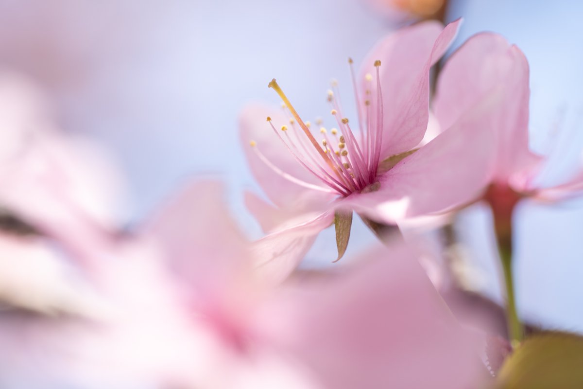 dotanekomafu's tweet photo. 中島公園、今日の桜 https://t.co/i9LuTvxhjb