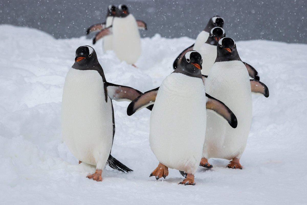 ae_expeditions's tweet photo. It's #WorldPenguinDay today! And to celebrate these wonderful creatures and the very best company any #expeditioner could have, here are a few snaps from our most recent #Antarctic season 🐧📸Jamie Lafferty @MegaHeid https://t.co/r6JTH8E5NB