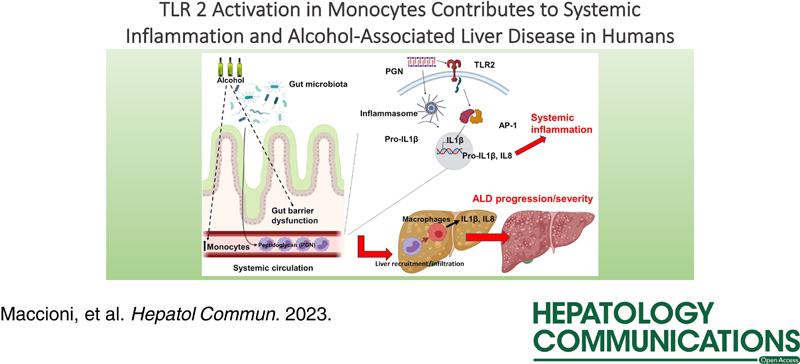 Novel mechanism leading to systemic inflammation and alcohol-related liver disease revealed by @Bernd_Schnabl and Peter Starkel et al. Monocyte-derived macrophages release IL-1β & IL-8 in response to TLR-2. @HepCommJournal @AASLDtweets #livertwitter bit.ly/3HajvkI