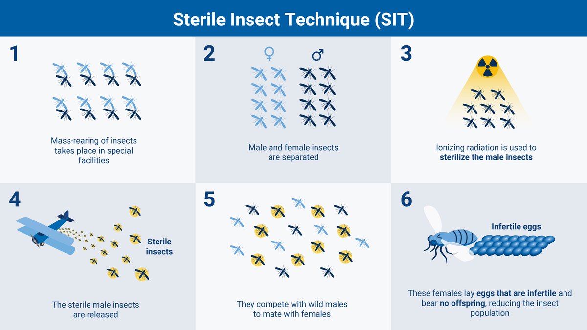 🦟#Mosquito is THE deadliest animal for humans.
⚛️#Nuclear #science can help control its populations, and the diseases they carry.
🔬See how @FAO/@IAEAorg help countries with the Sterile Insect Technique (SIT): bit.ly/3L48wdS
#WorldMalariaDay #Tech4SDGs