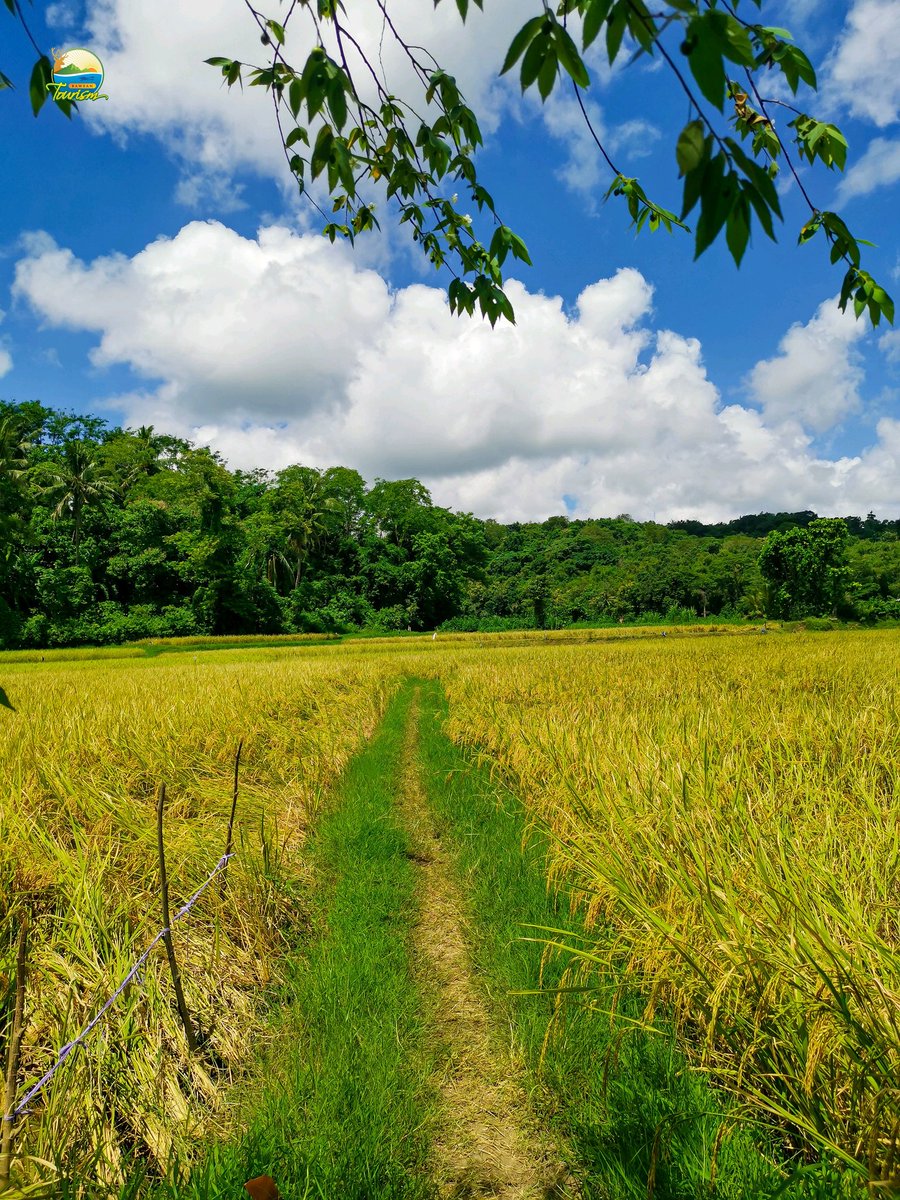 Anye (Bahasa Bawean) yang artinya panen.

Saat ini petani di Bawean sedang anye. Cuaca panas ini sangat menguntungkan bagi petani utk menjemur gabah mereka. Semoga panen kali ini menghasilkan beras yg melimpah.

Harapan kita, kelak Bawean menjadi pulau mandiri pangan!