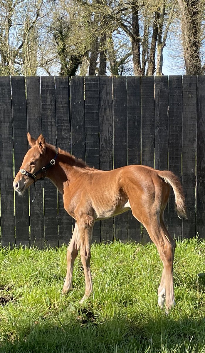 Here’s our Crystal Ocean filly from our multiple Grade 1 winning mare Shattered Love. 
She’s big shoes to fill but off to a great start 👍