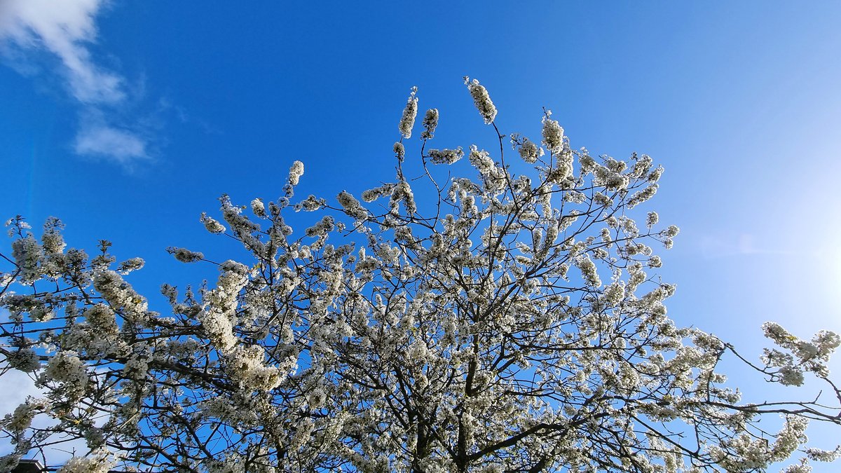 Roodescho1's tweet photo. #goedemorgen @janvissersweer @BuienRadarNL @mrmiddendorp @EdAldus @Tim_Zijlstra1 @Talpaweer  #mooi weer maar een stevige #koudewind https://t.co/cnlU6Op9BR