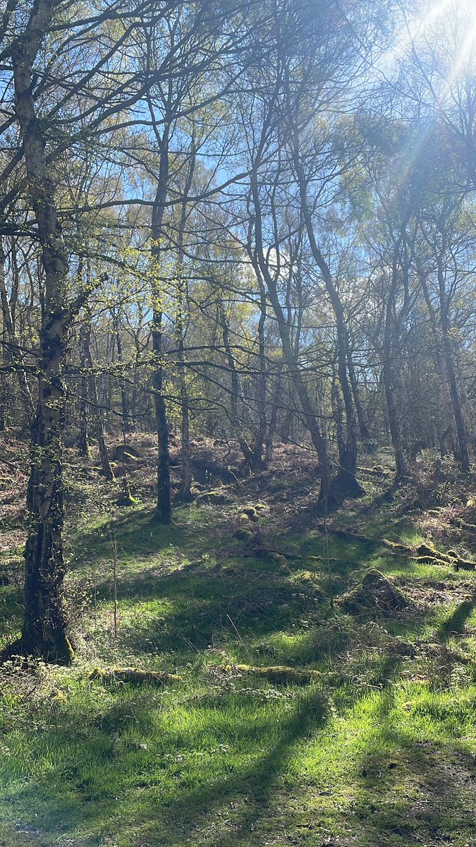 If there are days that we can’t see the wood for the trees, this is an image to ponder. For the trees are stunning. A morning walk in #HopeValley. <a href="/CliffCollege/">Cliff College</a>