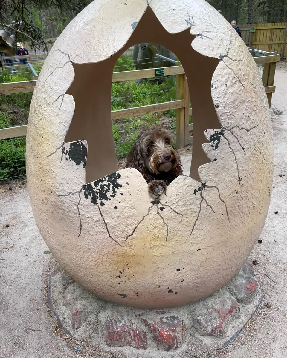 LandmarkParkUK's tweet photo. Why leave your dog at home? Look at how much fun they can have on a family day out!!!!
Thanks to all the families that shared their photos with us๐ฉ๐
More info on bringing your dog to Landmark here โกhttps://t.co/kQxKJsh5wL
#landmarkparkuk #dogfriendly #thingstodowithyourdog https://t.co/BW6Dvg5rcM
