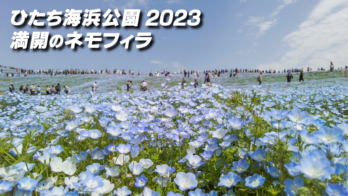 Youtubeに4/22に訪れた
【ひたち海浜公園 2023 ネモフィラとチューリップ】
の動画を公開しました

約2分半の短い動画なので観て頂けたら嬉しいです😊

 #ひたち海浜公園  #ネモフィラ

youtu.be/fqlzzSRvRy4