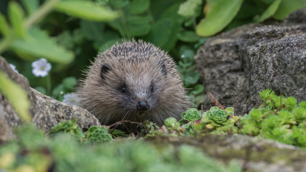 Save the date for this free hedgehog event! 🦔

In the talk, hosted by ZSL, you'll hear from three conservation organisations that are working together for hedgehog recovery.

📅 9th May
🕓 6 - 7:30pm

Book 👉 ow.ly/BL1N50NHSuj

📸 Alison Austwick 
@ZSLScience #ZSLtalks