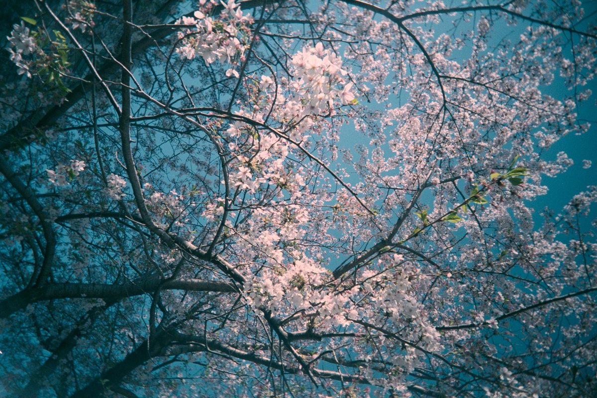 mickaushy's tweet photo. ๐
: Apr. 2023
๐ท : reto ultra wide & slim #vuws #uws
๐ญ : 22mm f/11
๐๏ธ : #fujifilm superia premium 400
๐จ : #RawTherapee
#filmphotography #filmisnotdead https://t.co/GPiposltU8