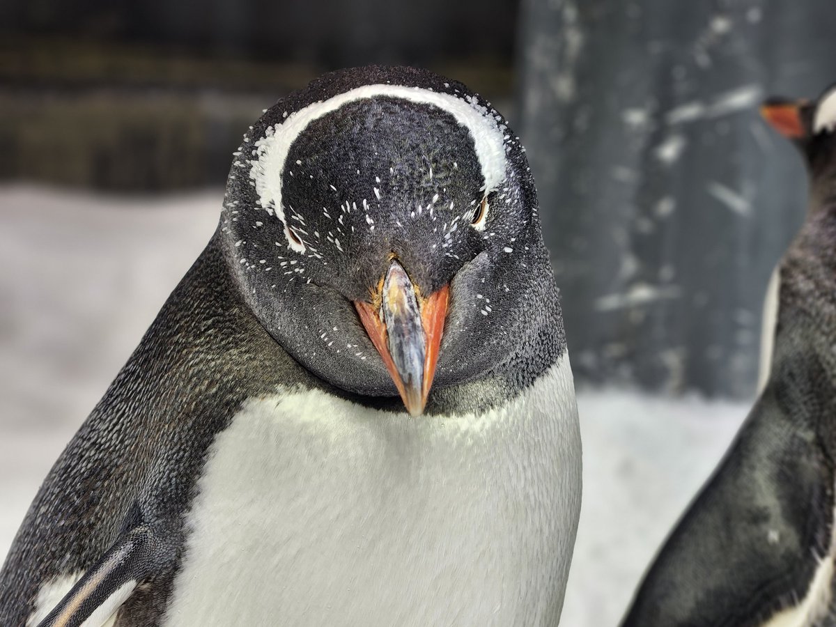 Just some really random Gentoo moments for #WorldPenguinDay #世界ペンギンの日 🐧❤️