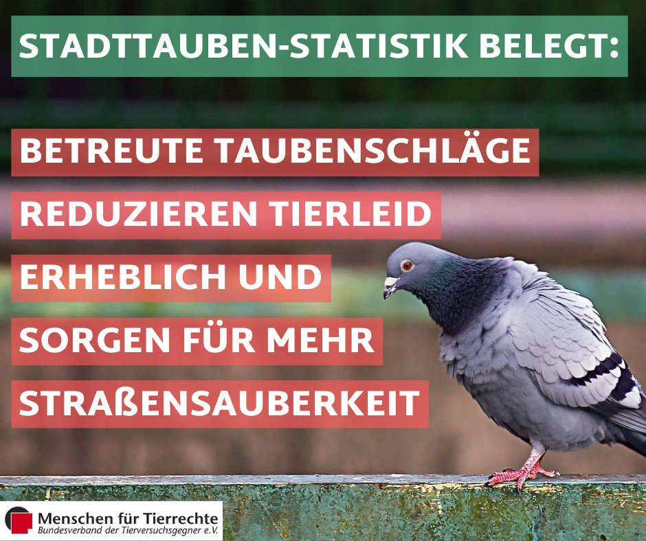 Die aktuelle Statistik der Hamburger Stadttaubeninitiative über gemeldete Notfälle belegt den dringenden Bedarf an betreuten Taubenschlägen.  Mit betreuten Taubenschlägen kann gleichzeitig für mehr Stadtsauberkeit gesorgt werden. Mehr dazu➡️ bit.ly/3Nb9NCw
#Stadttauben