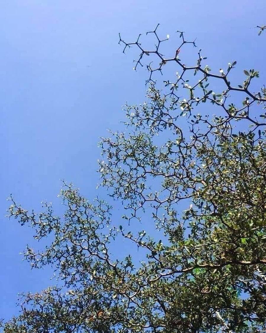 cmonica75's tweet image. On dirait une chaîne carbone hexagonale.
« Dans toutes les choses de la nature, il y a quelque chose de merveilleux. &quot;
~ Aristote

.

.

📸 : Réseau scientifique FB

#mesquitetree #chemistry #patternsinnature #chemistrylovers #sacredgeometry #hexagonal #treelove #treelovers